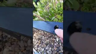 Квадратные круги для гортензии Анабель.