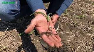 Технология STRIP-TILL в действии. Агрегат KRIOS + Пропашная сеялка SPM. Обзор всходов.