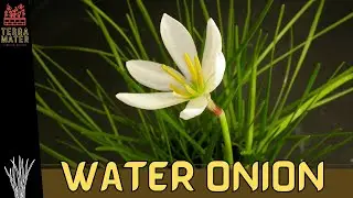Introduction to WATER ONION: Plant Profile (Zephranthes candida)