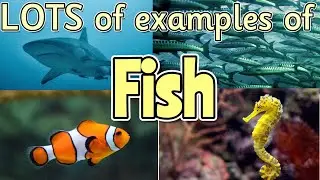 FISH for kids 🐠🐟🐡 Can you name ALL of the different fish? Miss Ellis 