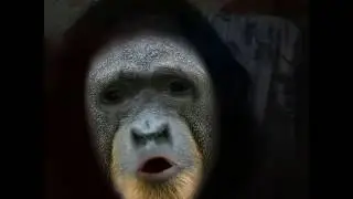 Поющая обезьяна