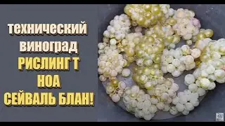 Review of light grape varieties RIESLING T, NOAH and SEYVAL BLANC as of September 14, 2020.