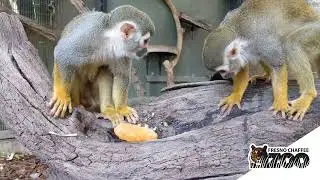 Cool Zoo Animal Enrichment - Cool Treats