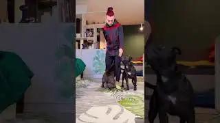 Training staffordshire bull terrier 🐶🐶 #dog #дрессировка #training #кинолог #собака #бойцовая