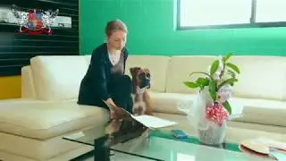 Дрессировка собак. ВИРС