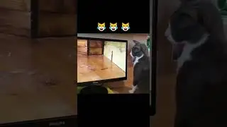 Cat: where? #animals #cats #cats #fy #elfitup #You Must Know #viral story #Wonderbot