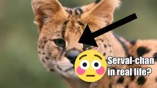Kemono Friends OP But With Animal Clips (Youkoso Japari Park e)