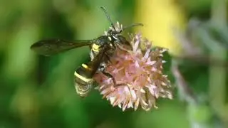 Nature video