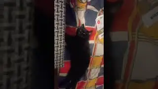 наглый кот спит