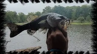 CountryPark : Rooster Tail/ Curly Tail - 3 Bass /  2 Crappie / 1 Bluegill