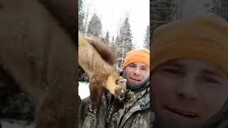 Проверил капканы на куницу. Ещё одна в копилку.Попался крупный кот.