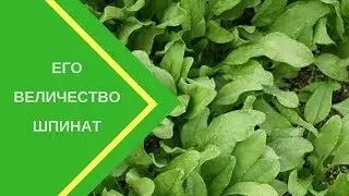 Его величество шпинат