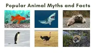 STOP Believing These Animal Myths