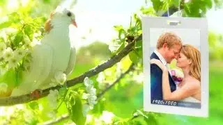 Wedding Photo Gallery - After Effects Template