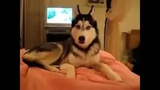 "I love you" Милая Хаска