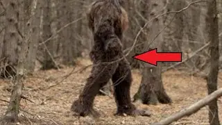 A man in the forest made a recording and was SHOCKED to see this creature!