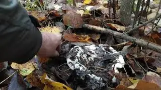 Mushroom exploration in the forests of Kuban on November 4, 2020.