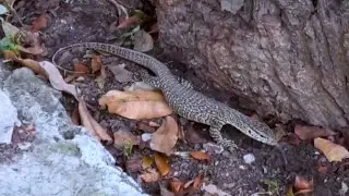 কি সুন্দর গোসাপ সামনে থেকে দেখলাম। Golden Monitor Lizard in the Garden. @Technophotography