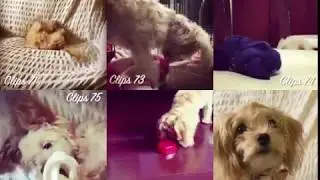 Coco from Instagram / 20180325-20180607