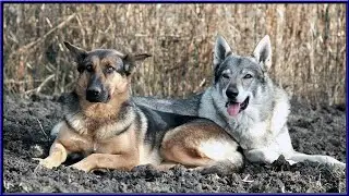 An amazing story about the friendship between a wolf and a dog!