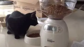 Sushi & Cleo - Testing PetMate Le Bistro automatic feeder