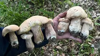 БЕЛЫЕ ГРИБЫ ПОШЛИ ПОЛЯНАМИ ! КЛУБНИКА ОТ ПАПАНА ! Грибы 2023 !
