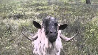 козел.avi