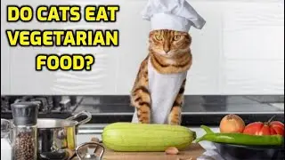 Can A Cat Survive On A Vegetarian Diet?
