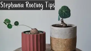 Stephania Erecta/Nova Rooting Guide - My Top Tips and Methods