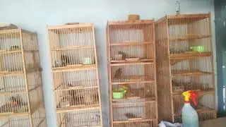 kios burung antok