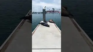 Oceanside sea lion sun bather 🤣