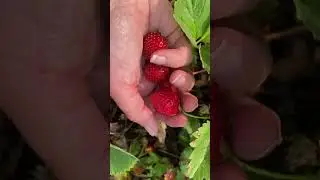 Harvest time! 