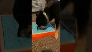 Shiba Hunting For Treats