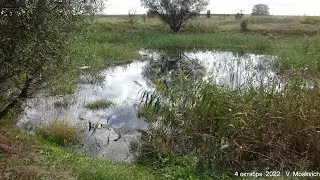 Пройдемте  улицей Октябрьская в посёлке Гвардейское Крым, посмотрим водоем (ставок) 4 октября 2022 г