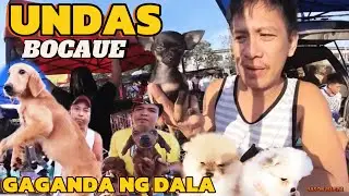 KAHIT UNDAS MARAMING TAO SA BOCAUE PET MARKET MURANG MGA ALOK DITO