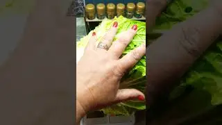 Пекинка удалась на славу 🥬👌❤️ 
