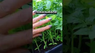 СЕКРЕТЫ ТОЛСТОЙ РАССАДЫ Из хилой в жирненькую