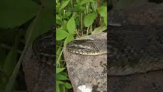 Water Snake Sunbathing #nature #ontarioadventurers #hikeontario #snake
