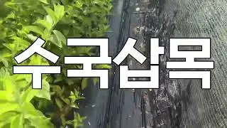 수국삽목 번식시키기 어렵지 않아요