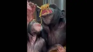 Обезьяна и лапша