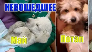 Все, что не попало в последние ролики. Как мы нашли Мая. Привет от Потапа.