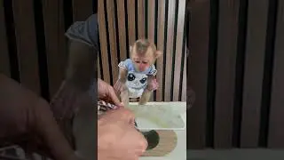 Baby monkeys eat chocolate candy M&M'S #animal #babymonkey #monkey  #monkeycute #animals