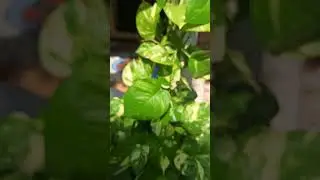 #pvskplantation #pvsk #travel #tour  #plant #tree #chettu(4)