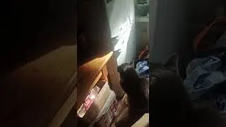 Кошка смотрит телевизор!