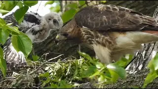Hungry Baby Red-tailed Hawks on Governors Island