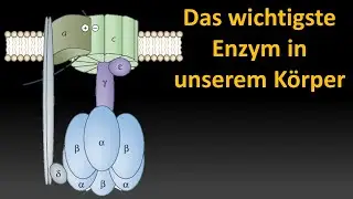 Evolution der ATP Synthase (Vorlesung Entstehung des Lebens Teil 13)