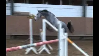 VIDEO 96  4 y Accorado's Ass  a vendre