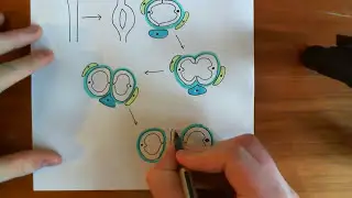 Introduction to Angiogenesis Part 3