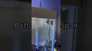 How long do betta fish live