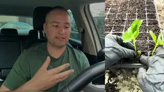 Як виростити розсаду полуниці беез хвороб і потужну